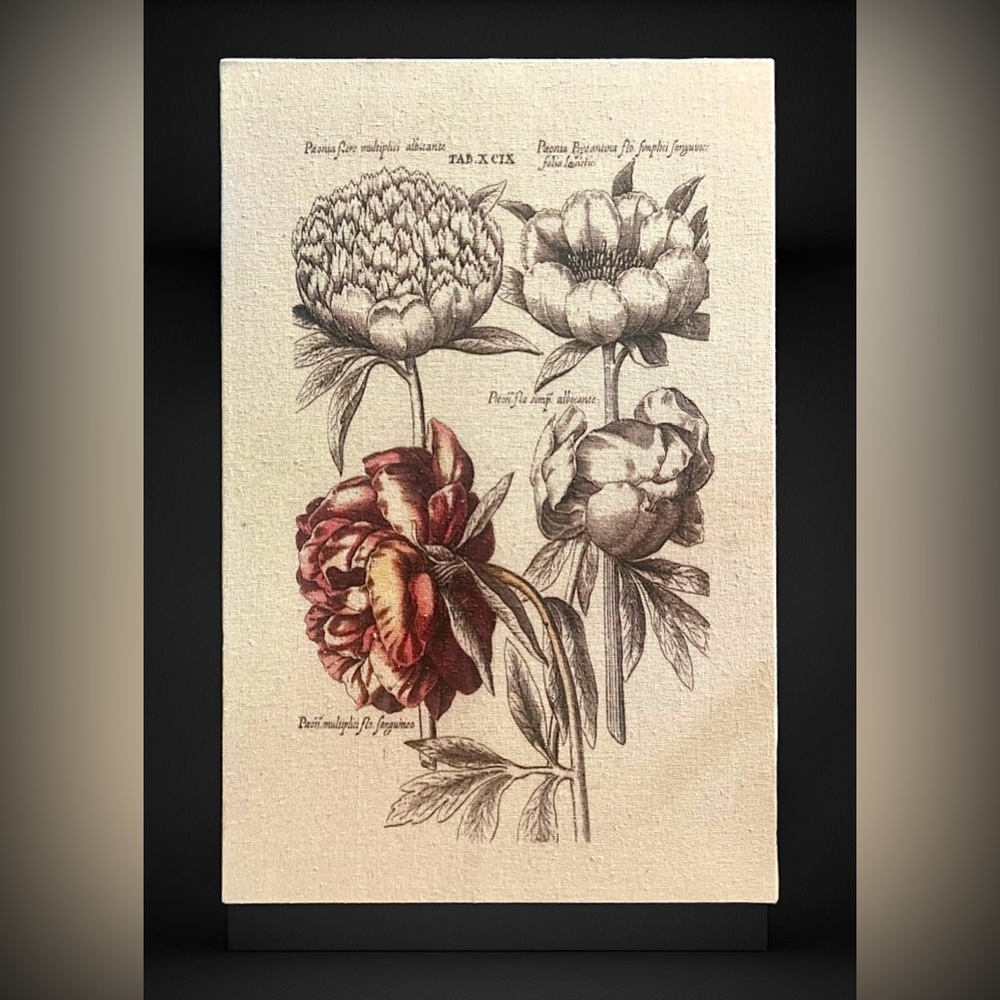 Large “Tinted Floral I” by Basilius Besler Reproduction on Stretched Canvas